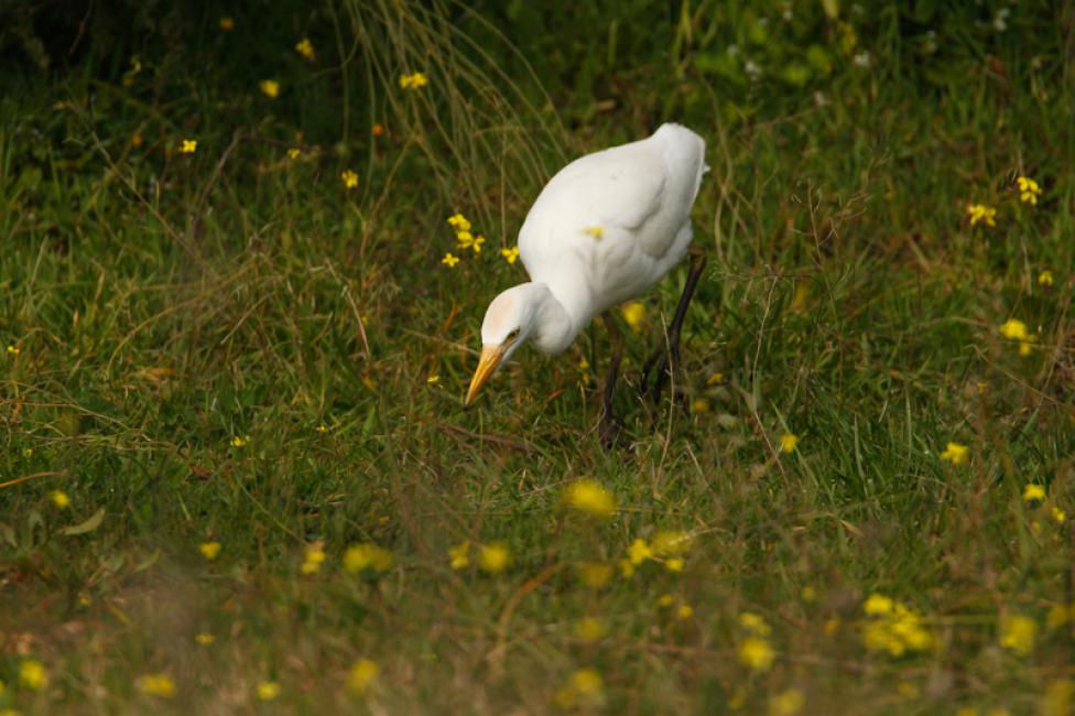 De caza - Hunting